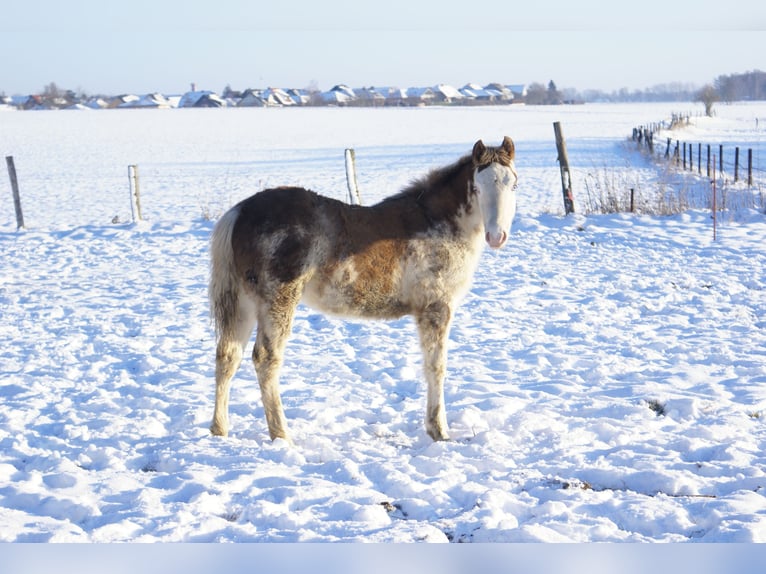 Quarter Pony Hengst 1 Jahr 148 cm Overo-alle-Farben in Velpke
