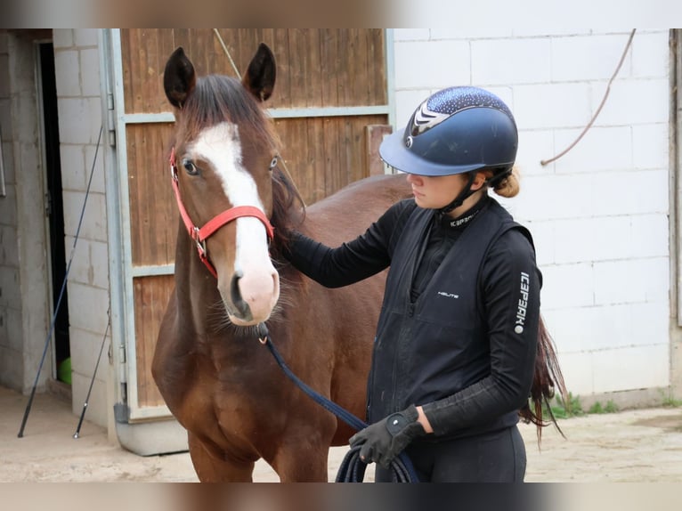 Quarter Pony Mix Hengst 1 Jahr 150 cm Brauner in Buchen (Odenwald)
