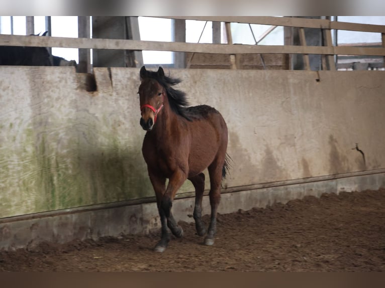 Quarter Pony Mix Hengst 1 Jahr 150 cm Brauner in Buchen (Odenwald)