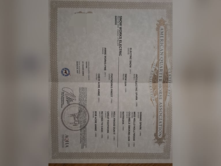 Quarter Pony Hengst 1 Jahr 155 cm Dunkelfuchs in Gutau Quarter Pony Hengst 1 Jahr 155 cm Dunkelfuchs in Gutau