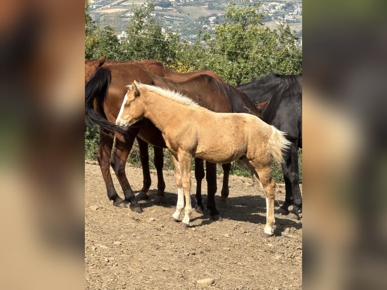 Quarter Pony Hengst 1 Jahr Palomino in Colonnella