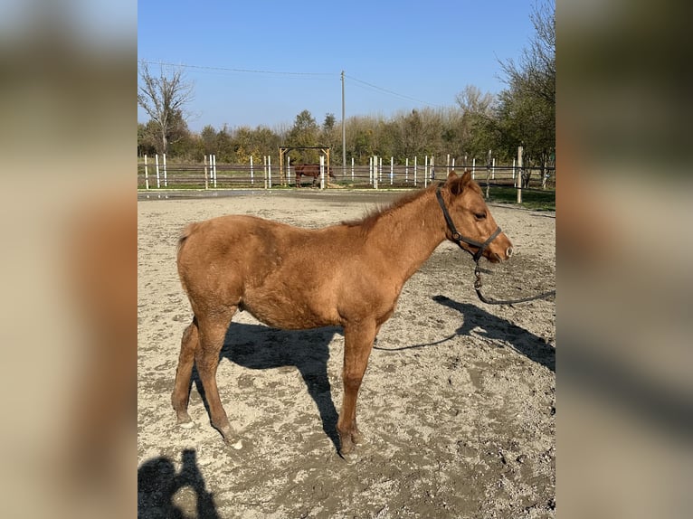 Quarter Pony Hengst 1 Jahr Red Dun in San Lorenzo Della Pioppa