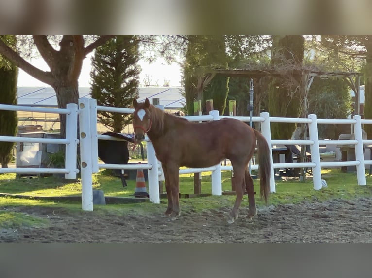 Quarter Pony Hengst 2 Jaar 130 cm Vos in Camaiore