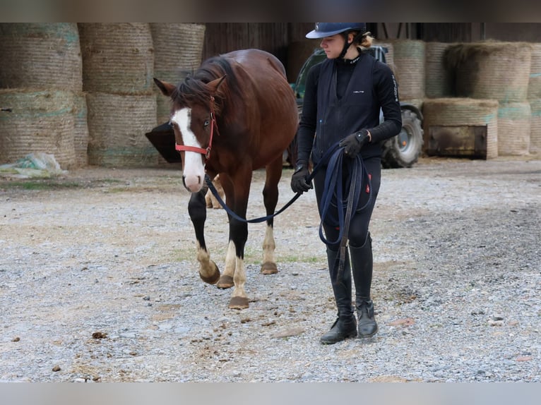 Quarter Pony Mix Hengst 2 Jaar 150 cm Bruin in Buchen (Odenwald)