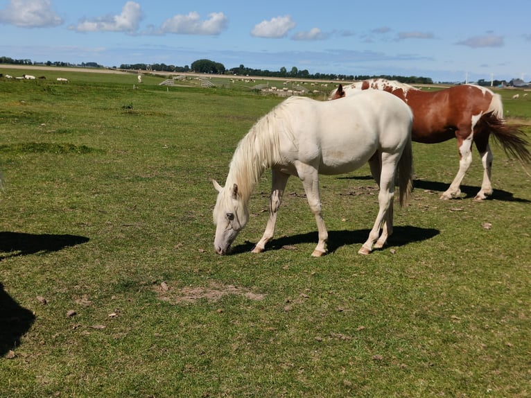 Quarter Pony Hengst 2 Jaar 150 cm Champagne in Tzummarum