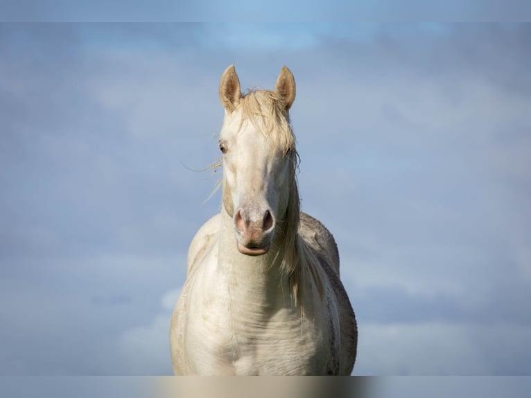 Quarter Pony Hengst 2 Jaar 150 cm Champagne in Tzummarum