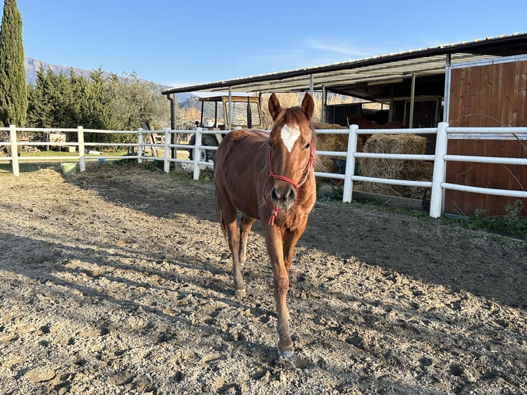 Quarter Pony Hengst 2 Jahre 130 cm Fuchs in Camaiore