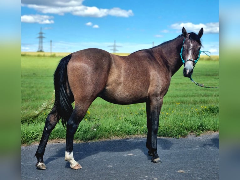 Quarter Pony Mix Hengst 2 Jahre 147 cm Roan-Red in Vacha