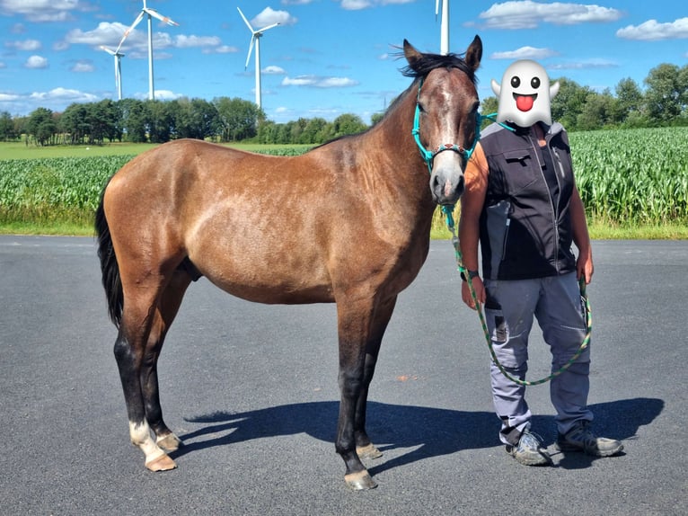 Quarter Pony Mix Hengst 2 Jahre 147 cm Roan-Red in Vacha