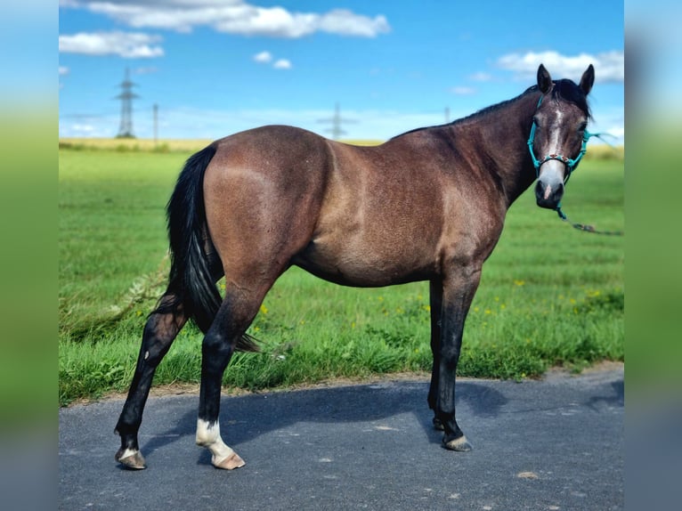 Quarter Pony Mix Hengst 2 Jahre 147 cm Roan-Red in Vacha