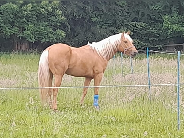 Quarter Pony Mix Hengst 2 Jahre 147 cm Roan-Red in Vacha