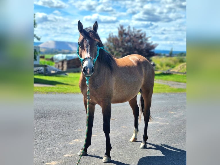 Quarter Pony Mix Hengst 2 Jahre 147 cm Roan-Red in Vacha