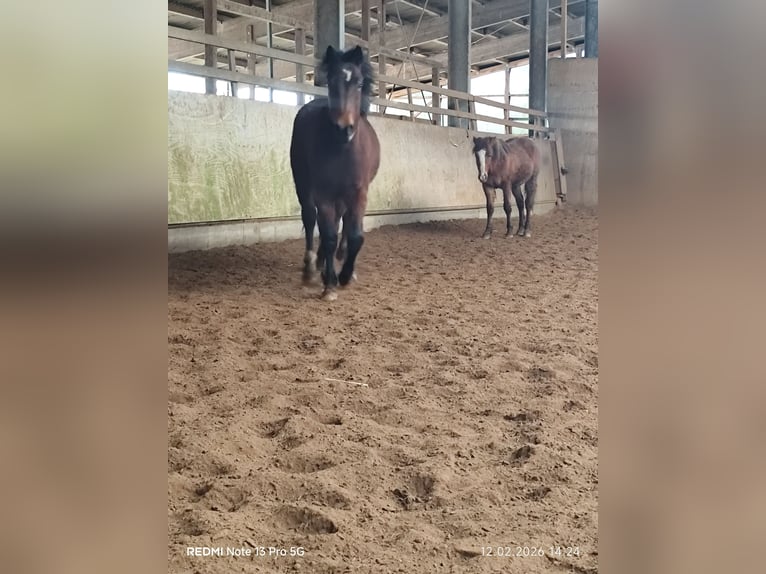 Quarter Pony Mix Hengst 2 Jahre 150 cm Brauner in Buchen (Odenwald)