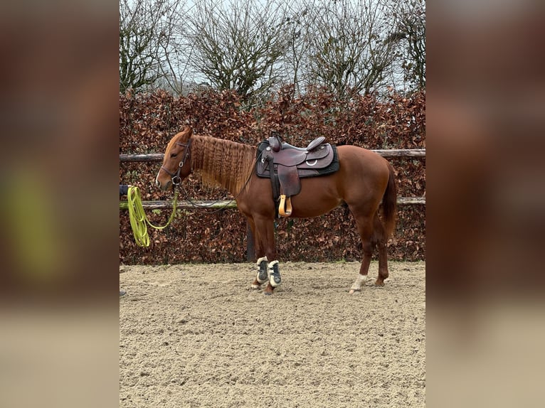 Quarter Pony Hengst 3 Jaar Vos in Best