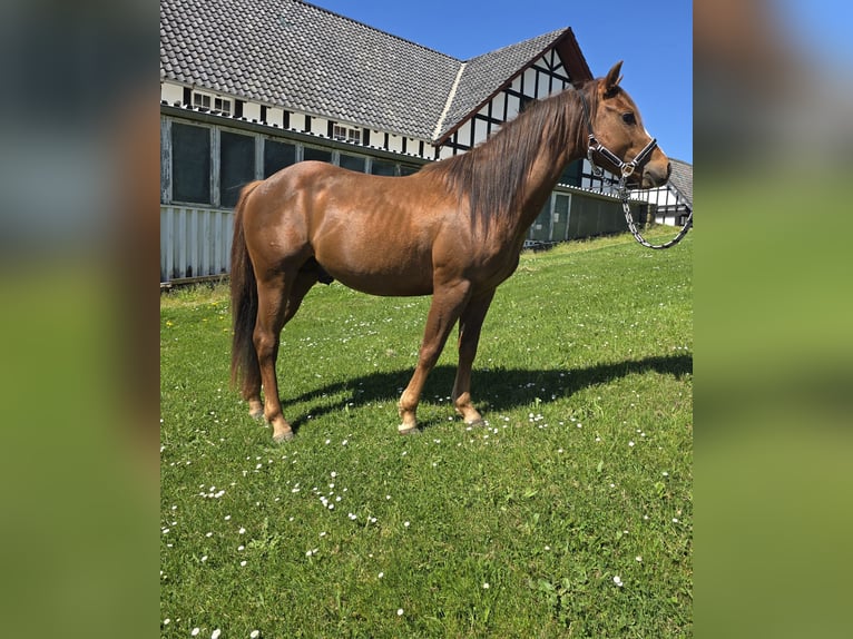 Quarter Pony Hengst 3 Jahre 137 cm Dunkelfuchs in Waldbröl