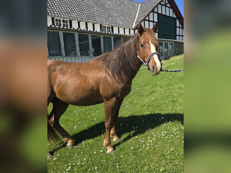 Quarter Pony Hengst 3 Jahre 137 cm Dunkelfuchs in Waldbröl