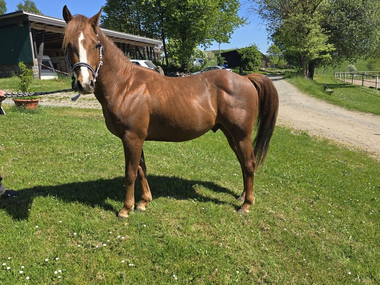 Quarter Pony Hengst 3 Jahre 137 cm Dunkelfuchs in Waldbröl