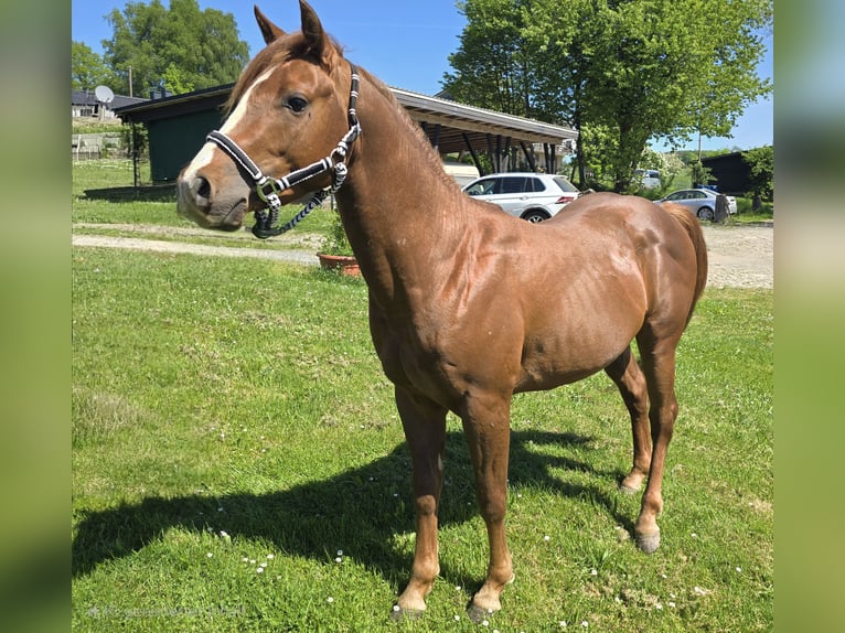 Quarter Pony Hengst 3 Jahre 137 cm Dunkelfuchs in Waldbröl
