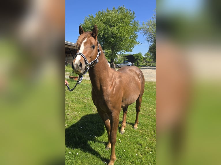 Quarter Pony Hengst 3 Jahre 137 cm Dunkelfuchs in Waldbröl