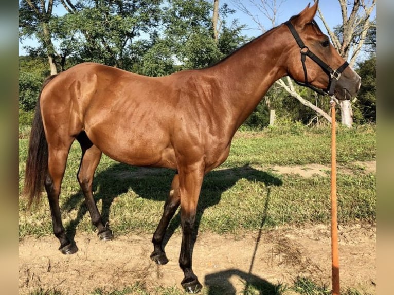 Quarter Pony Mix Hengst 3 Jahre 200 cm Brauner in Milwaukee WI
