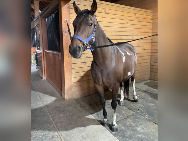 Quarter Pony Mix Hengst 3 Jahre 200 cm Brauner in Milwaukee WI