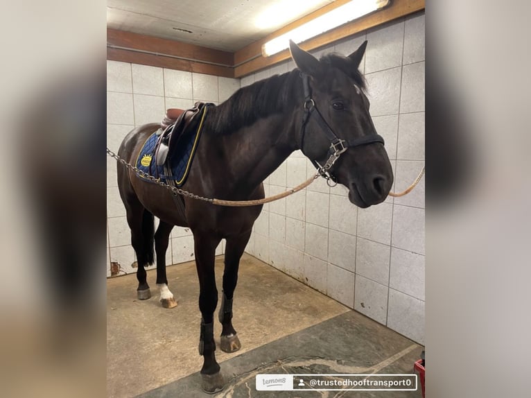 Quarter Pony Mix Hengst 3 Jahre 200 cm Brauner in Milwaukee WI