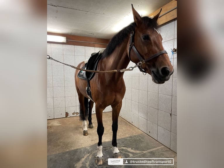 Quarter Pony Mix Hengst 3 Jahre 200 cm Brauner in Milwaukee WI