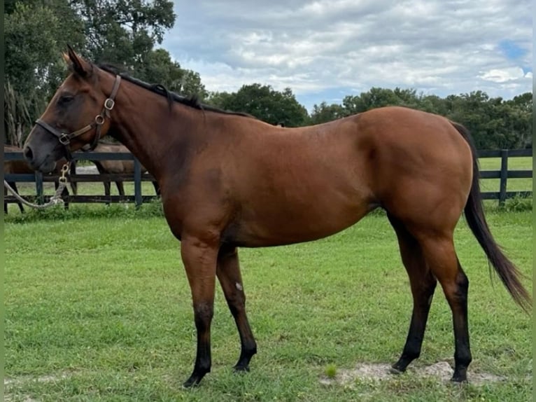 Quarter Pony Mix Hengst 3 Jahre 200 cm Brauner in Milwaukee WI