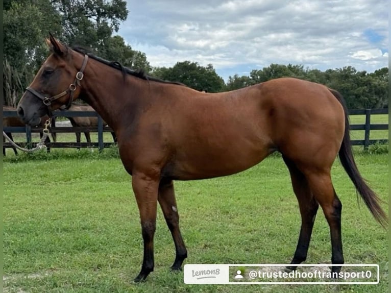 Quarter Pony Mix Hengst 3 Jahre 200 cm Brauner in Milwaukee WI