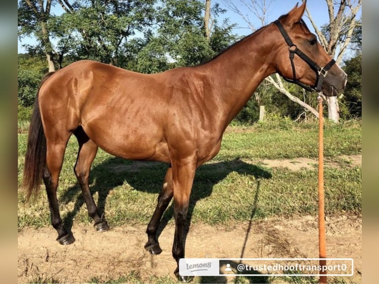 Quarter Pony Mix Hengst 3 Jahre 200 cm Brauner in Milwaukee WI