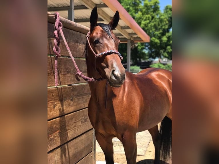 Quarter Pony Mix Hengst 3 Jahre 200 cm Brauner in Milwaukee WI