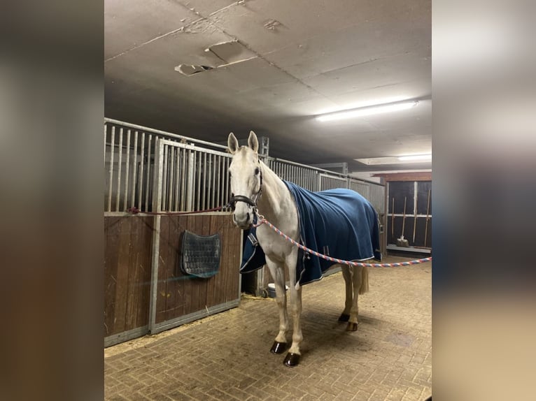 Quarter Pony Mix Hengst 3 Jahre 200 cm Brauner in Milwaukee WI