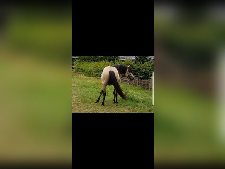 Quarter Pony Hengst 4 Jaar 135 cm Buckskin in Varrel