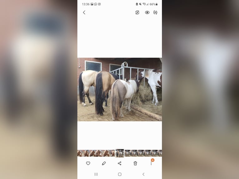 Quarter Pony Hengst 4 Jaar 135 cm Buckskin in Varrel