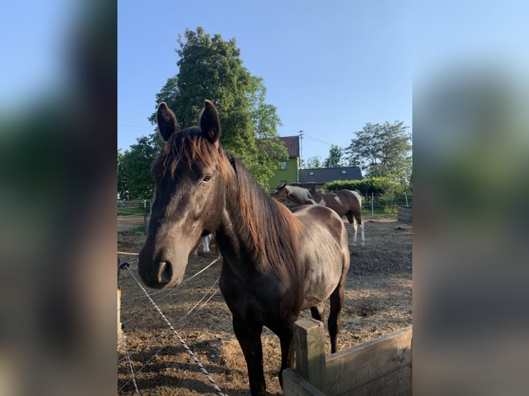 Quarter Pony Hengst 4 Jahre 148 cm Rappe in Hennef