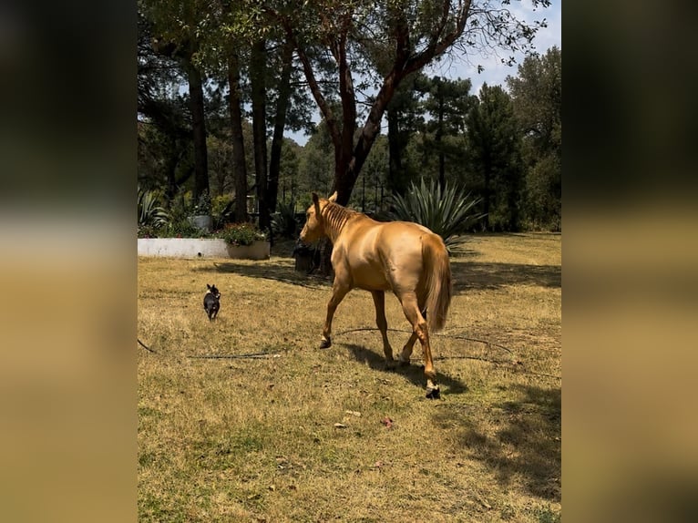 Quarter Pony Mix Hengst 6 Jaar 145 cm Champagne in Los Aguacates