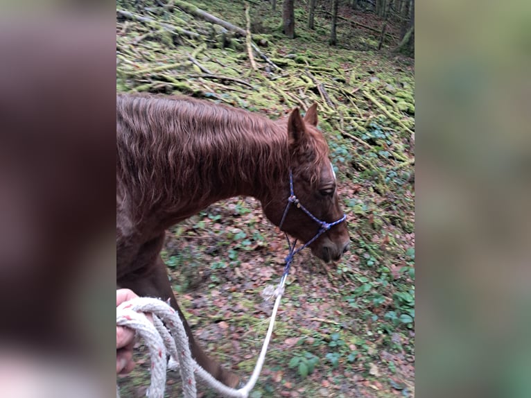 Quarter Pony Hengst 6 Jaar 148 cm Vos in Höchenschwand