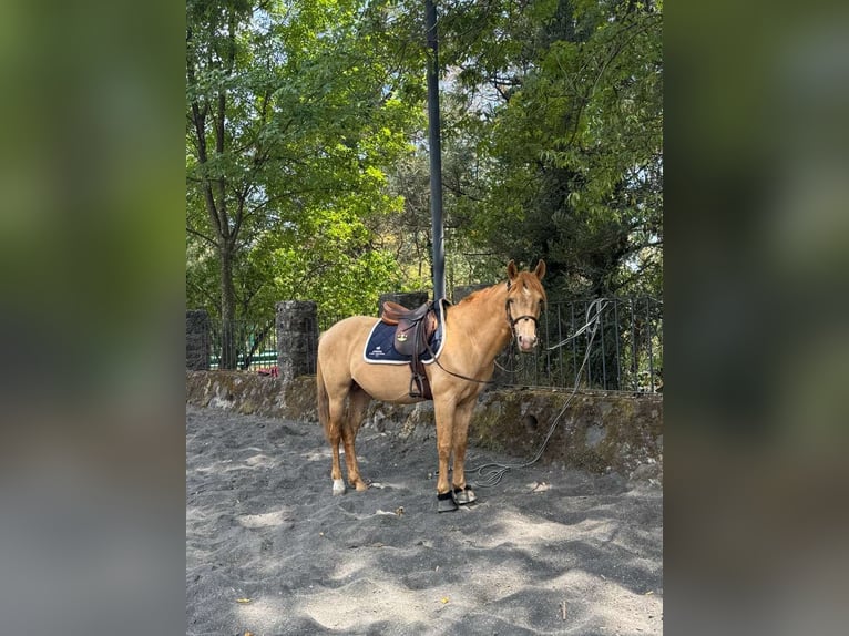 Quarter Pony Mix Hengst 6 Jahre 145 cm Champagne in Los Aguacates