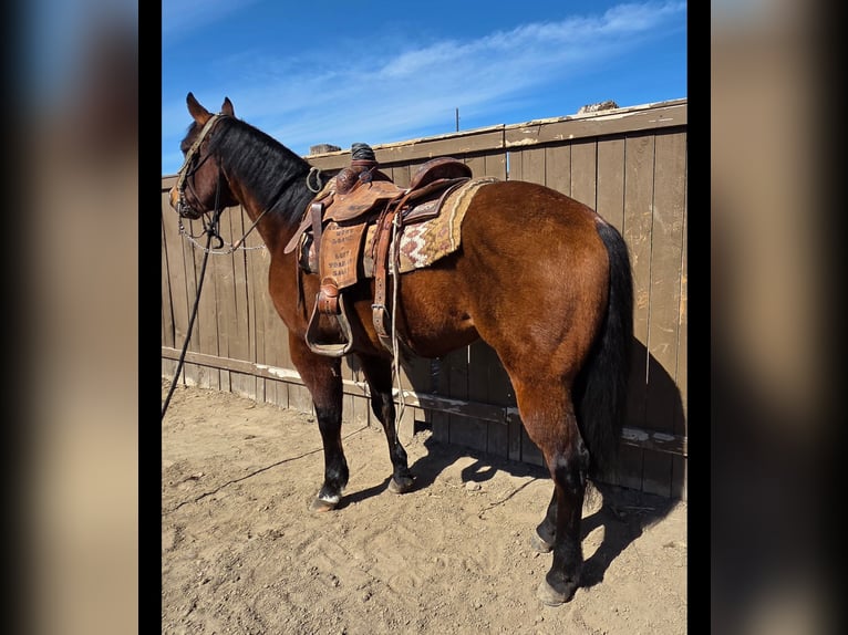 Quarter Pony Hengst Brauner in Ellensburg