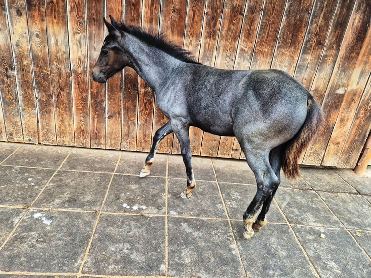 Quarter Pony Hengst Fohlen (04/2025) 145 cm Blauschimmel in Fichtenberg