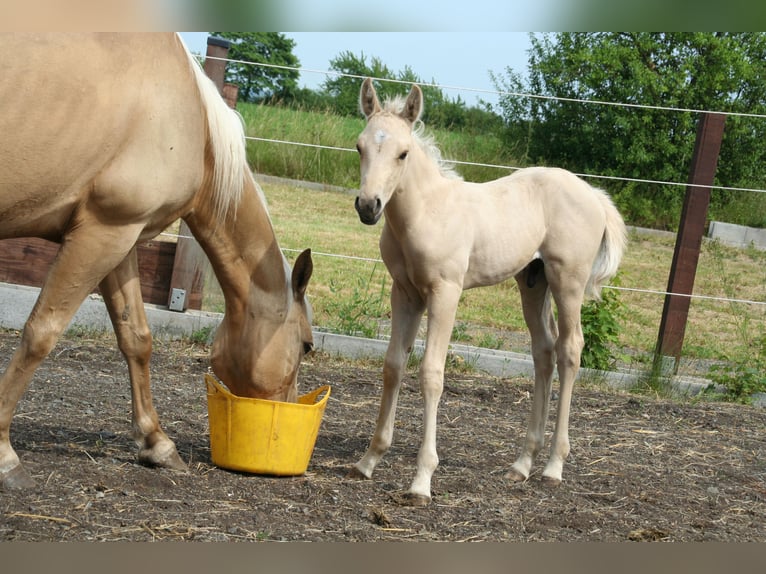Quarter Pony Hengst Fohlen (06/2026) 145 cm Palomino in Greiz