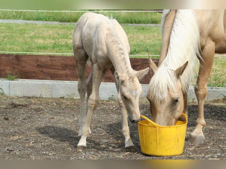 Quarter Pony Hengst Fohlen (06/2026) 145 cm Palomino in Greiz