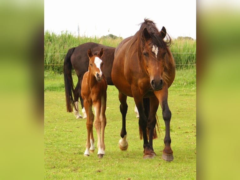 Quarter Pony Hengst  148 cm Brauner in Velpke