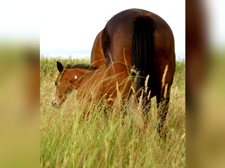 Quarter Pony Hengst  148 cm Brauner in Velpke