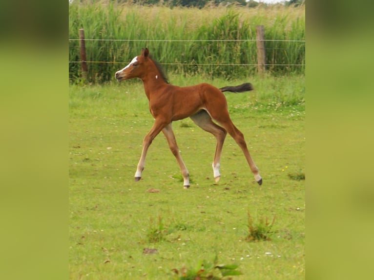 Quarter Pony Hengst  148 cm Brauner in Velpke