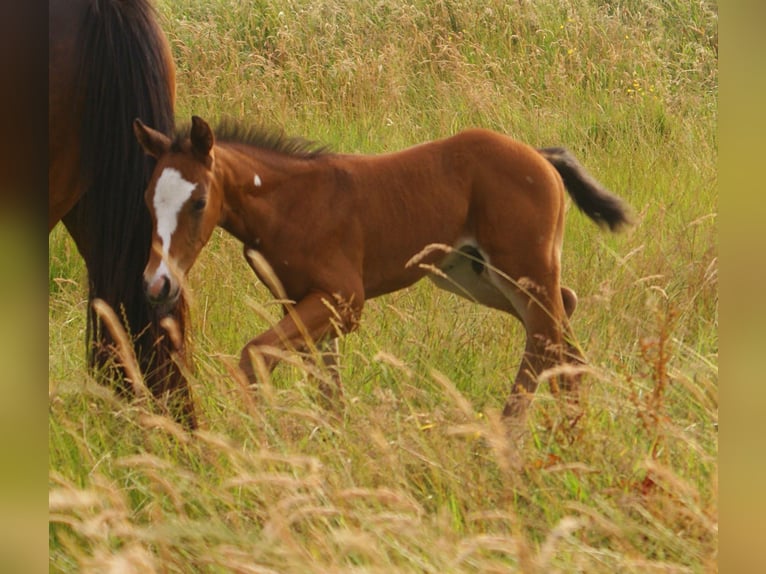 Quarter Pony Hengst  148 cm Brauner in Velpke