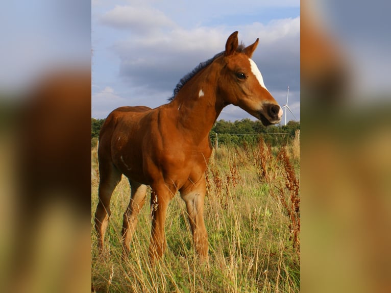 Quarter Pony Hengst Fohlen (06/2025) 148 cm Brauner in Velpke