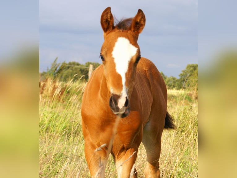 Quarter Pony Hengst Fohlen (06/2025) 148 cm Brauner in Velpke