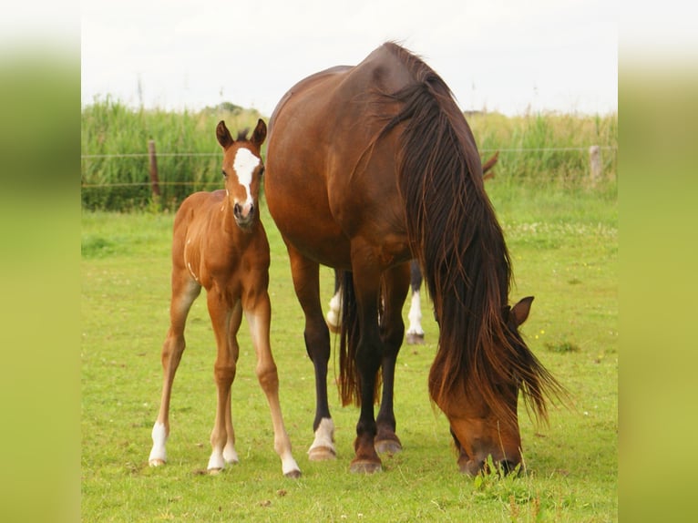 Quarter Pony Hengst  148 cm Brauner in Velpke