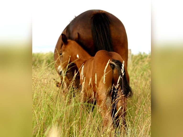 Quarter Pony Hengst  148 cm Brauner in Velpke